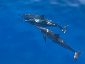 小笠原アイランズ農業協同組合-7