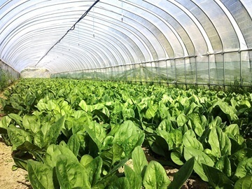 兵庫県養父市(おおや高原有機野菜部会)新規就農希望者募集-top