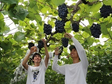 兵庫県加西市(ぶどう生産地域就農 ・定着応援プラン)新規就農希望者募集-top