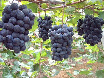 兵庫県加西市(ぶどう生産地域就農 ・定着応援プラン)新規就農希望者募集-2