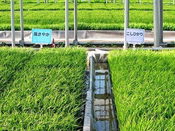 有限会社米耕農-3