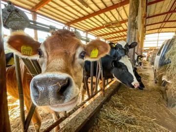 合同会社加藤牧場-4