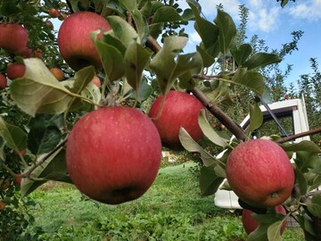 株式会社荻原農園-7