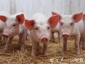 栃木県那須塩原市×養豚/法人【42945】-1