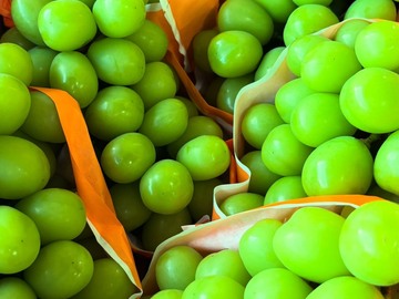 合同会社Off Focus Farm-1