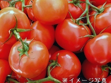 熊本県八代市×施設野菜/個人【42946】-1