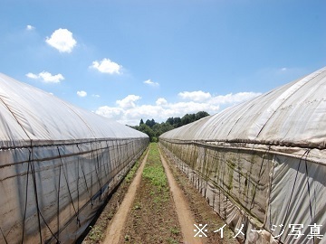 熊本県八代市×施設野菜/個人【42946】-2