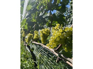 株式会社オーチャード奥洞爺-5