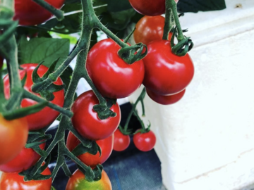 有限会社アグリゴールド矢木-5