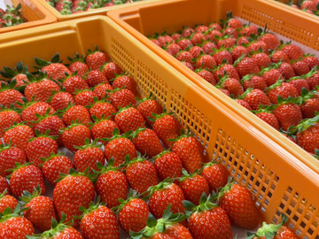 有限会社アグリゴールド矢木-7