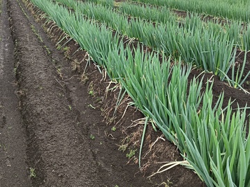 株式会社いたやま純心村-6