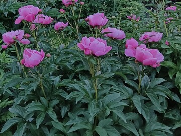 株式会社いたやま純心村-5