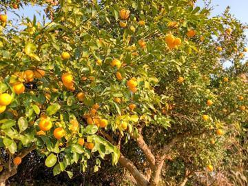 株式会社矢野青果-1