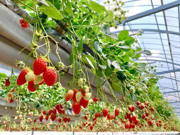 株式会社Agri Link-3