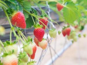 株式会社Agri Link-top