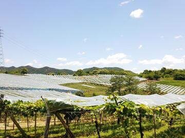 兵庫県加西市(ぶどう生産地域就農 ・定着応援プラン)新規就農希望者募集-1