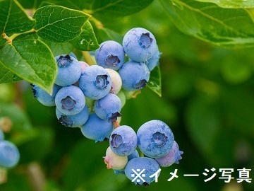 富山県入善町×稲作・野菜・果樹/法人【42959】-2