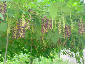 株式会社スターク・ファーム-4