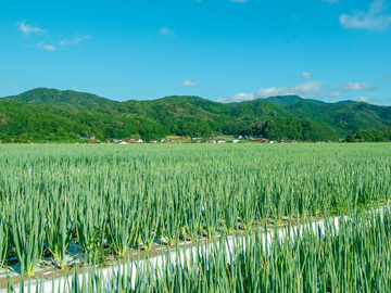 株式会社仁井農園-4