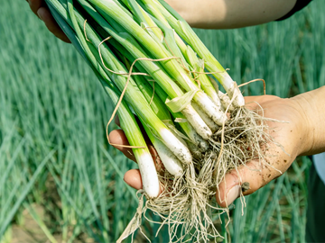 株式会社仁井農園-2