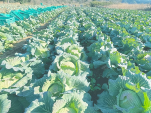 野菜株式会社グループうの福ファーム-top