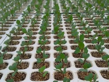 野菜株式会社グループうの福ファーム-7