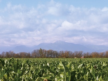 日本甜菜製糖株式会社【北海道:技術支援】-1