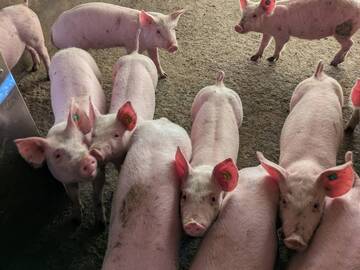 有限会社白崎畜産-2