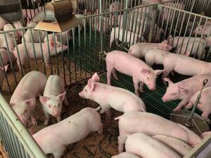 有限会社白崎畜産-top