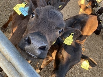 株式会社手塚畜産-8