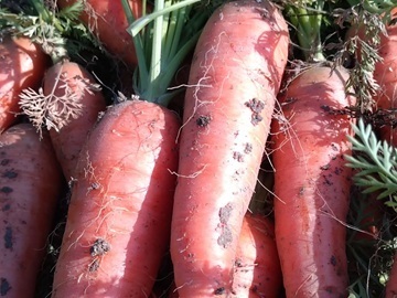 株式会社松の実ファーム-3