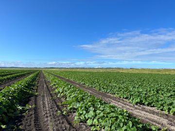 いいじま農園(北海道)-2