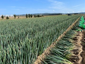 いいじま農園(北海道)-3