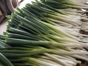 いいじま農園(北海道)-6