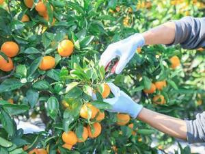 株式会社矢野青果-top