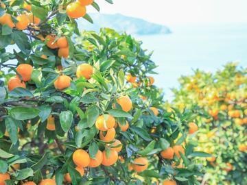 株式会社矢野青果-3