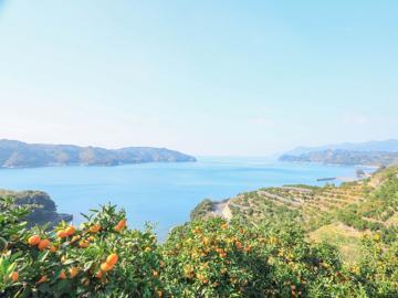 株式会社矢野青果-6