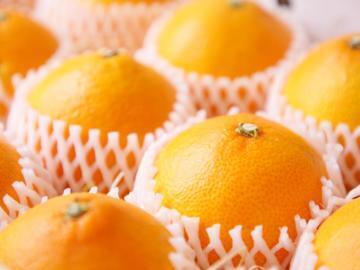 株式会社矢野青果-5