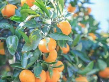 株式会社矢野青果-4