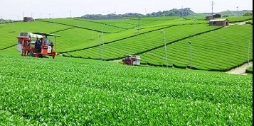 有限会社グリーンワールド八女