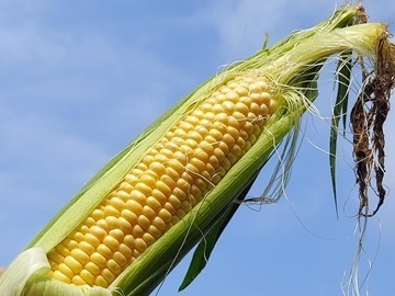 サグワットファーマーズ株式会社-4