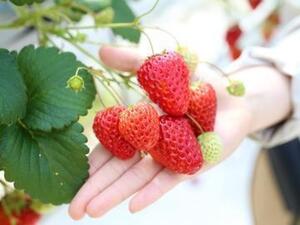 広島県福山市×施設野菜/法人【42981】-top