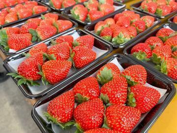 広島県福山市×施設野菜/法人【42981】-3