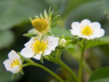 広島県福山市×施設野菜/法人【42981】-4