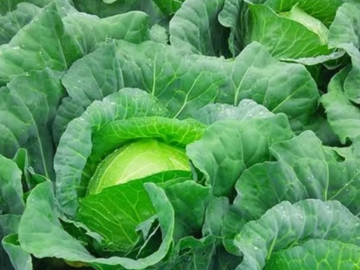 野菜株式会社グループうの福ファーム-1