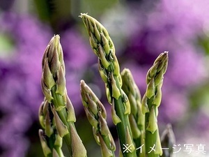 香川県綾川町×野菜・稲作/法人【33416】-top