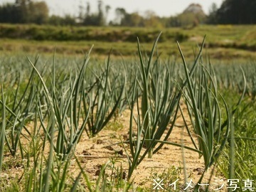 香川県綾川町×野菜・稲作/法人【33416】-1