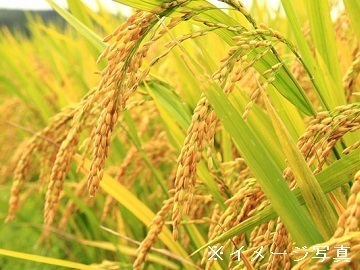 香川県綾川町×野菜・稲作/法人【33416】-2