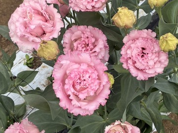 ベルズファーム-2