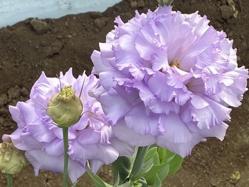 ベルズファーム-4